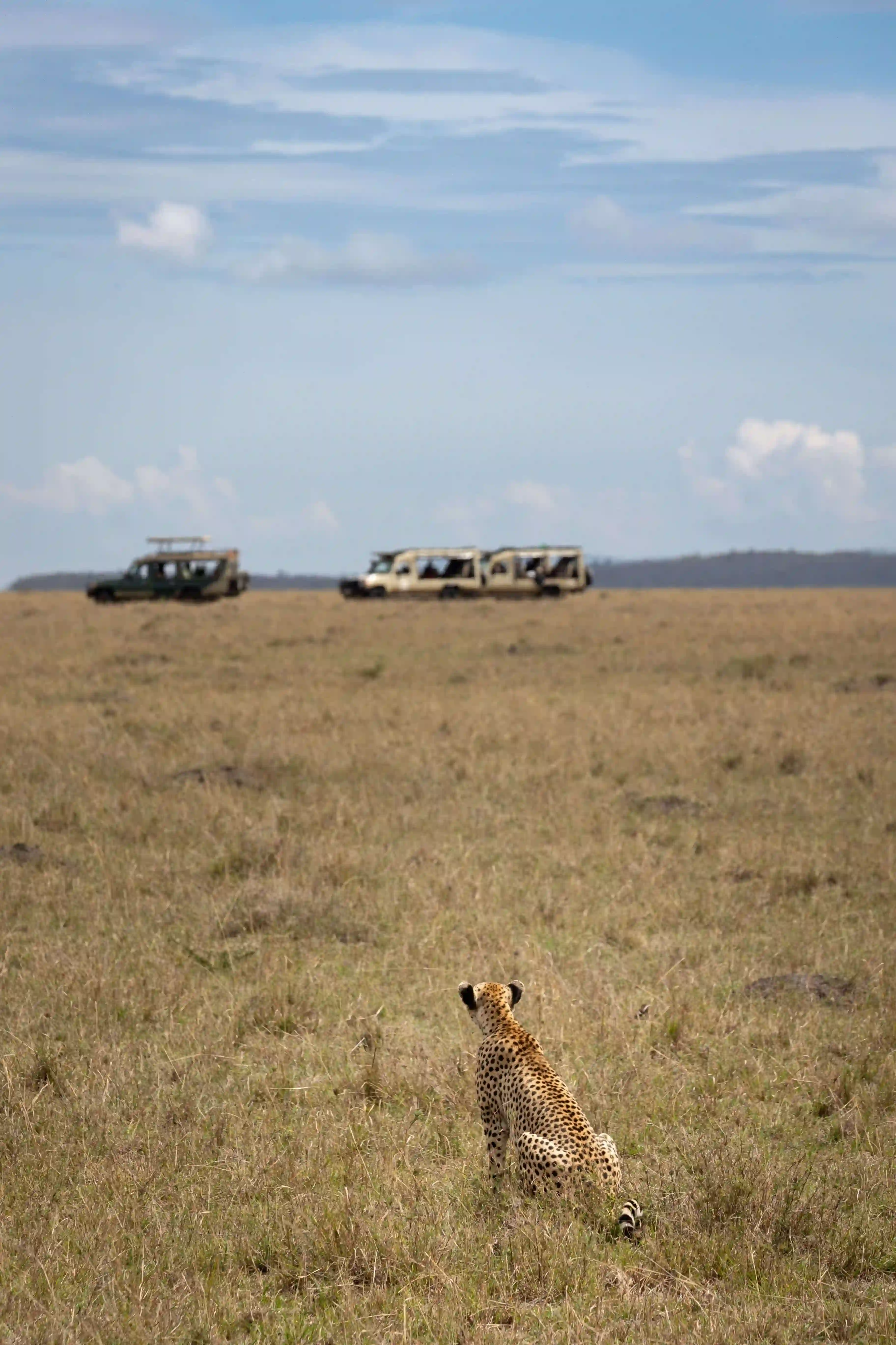 Planning a custom safari itinerary with a Tribe & Trails guide