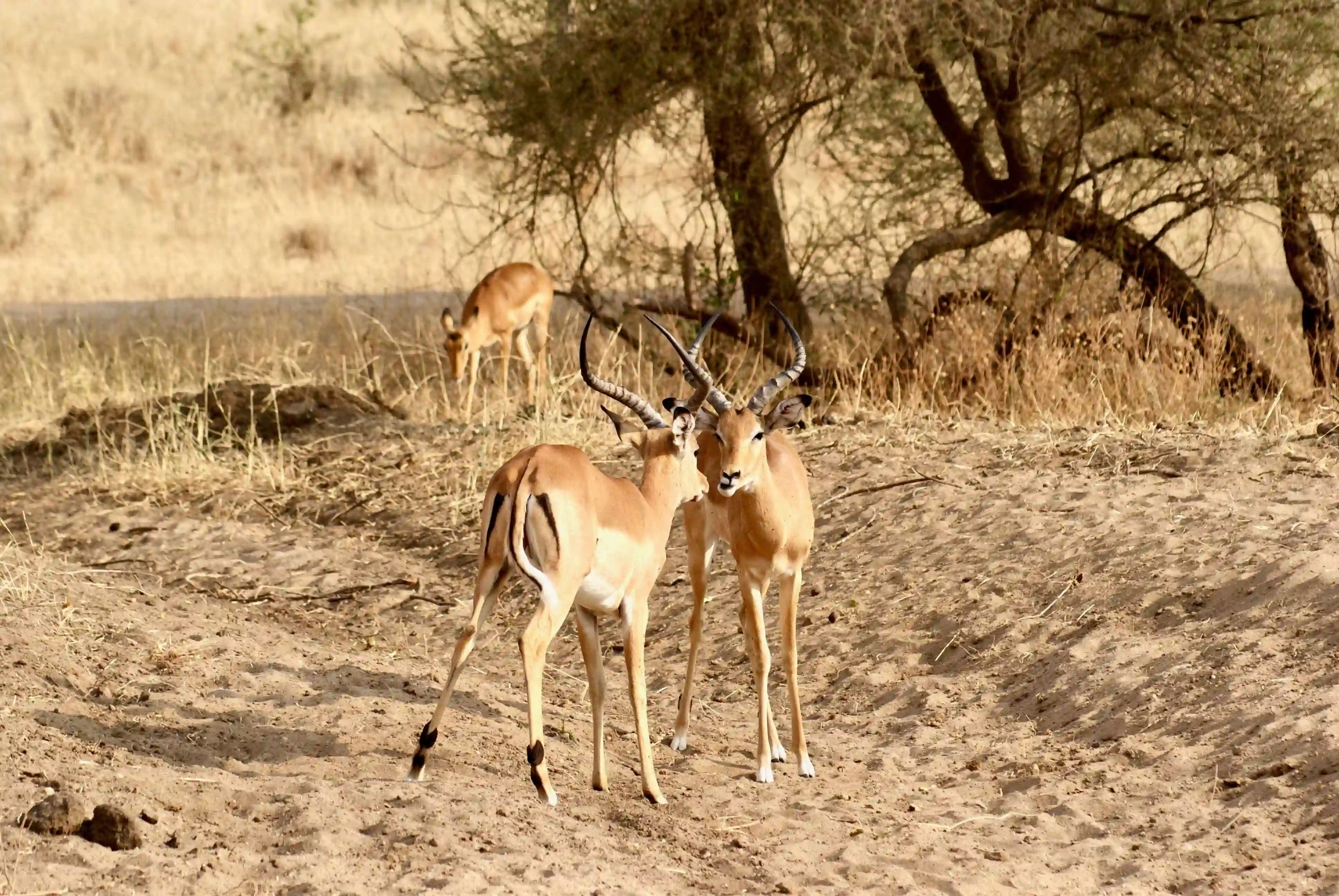 Antelope grazing in the savanna