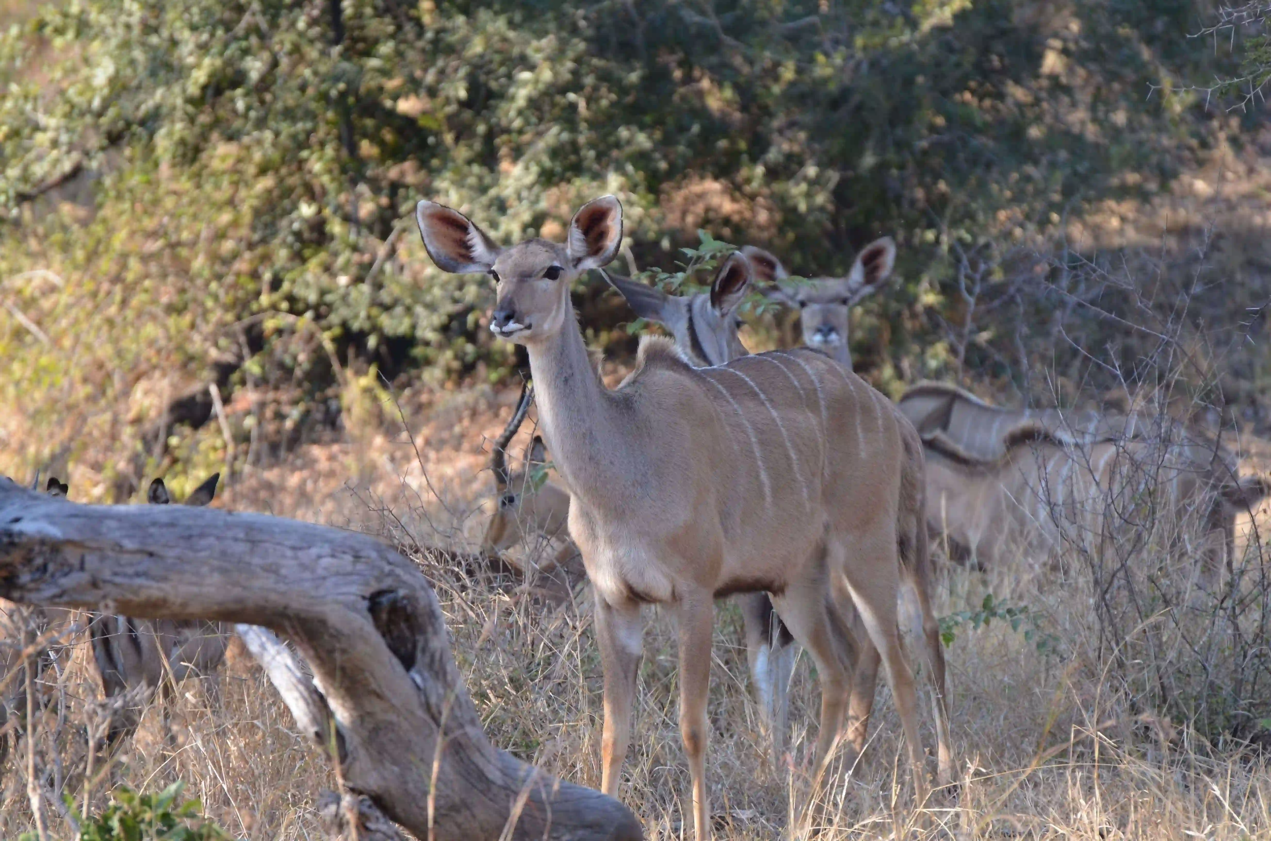 antelope in the savanna