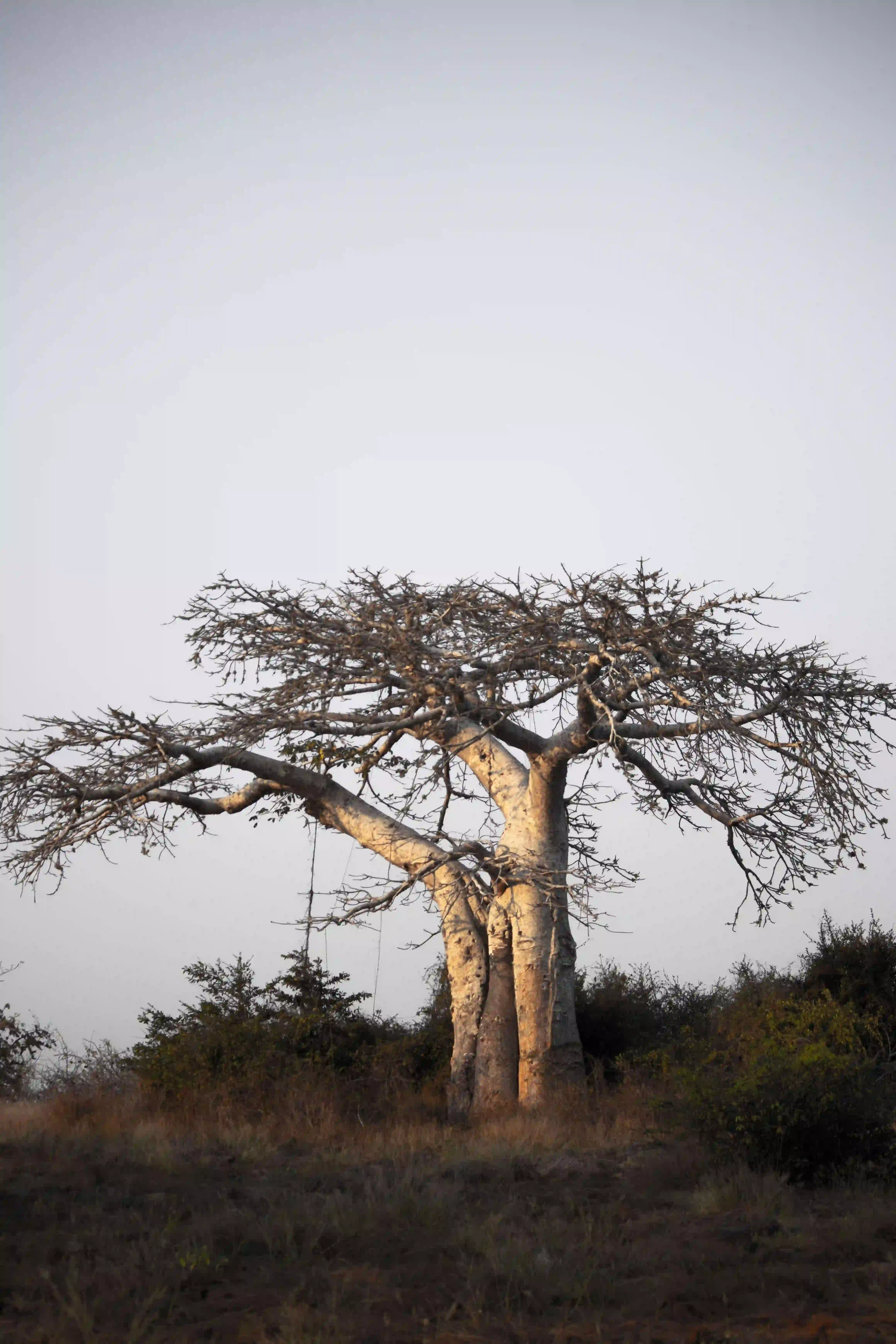 Baobab tree in Tarangire National Park