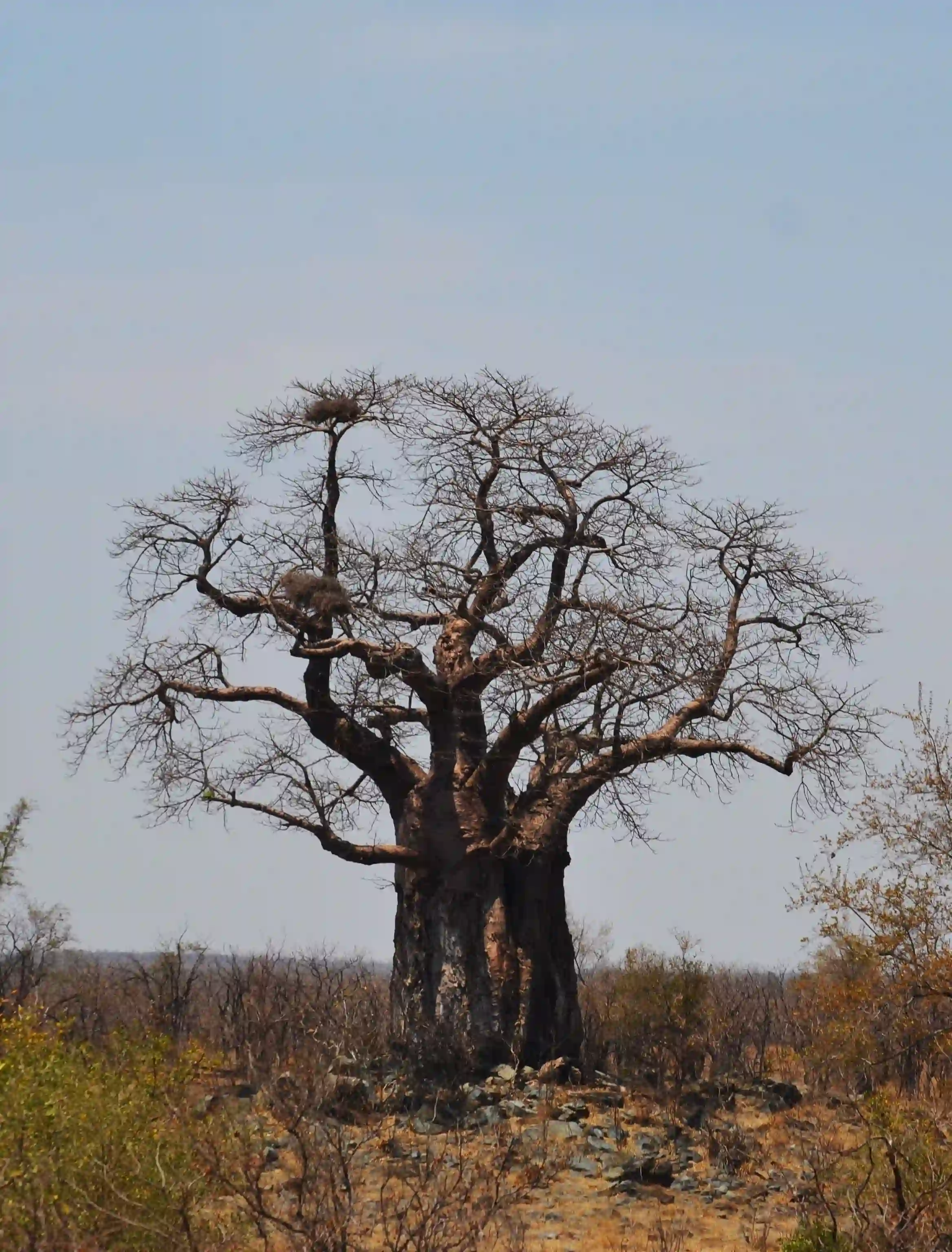 Wildlife on the Ngorongoro Crater floor