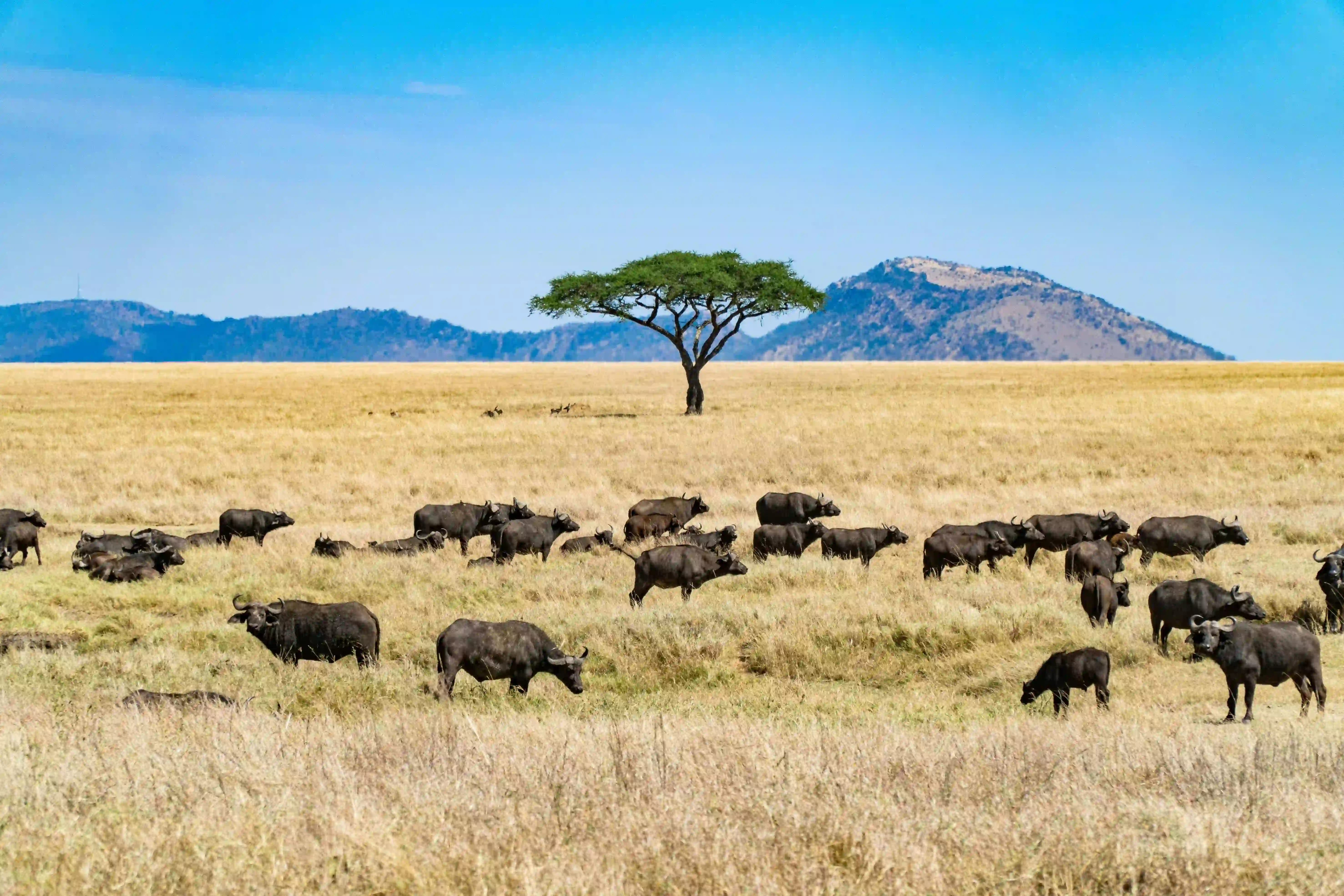 Elephant herd on a Tanzania wildlife safari
