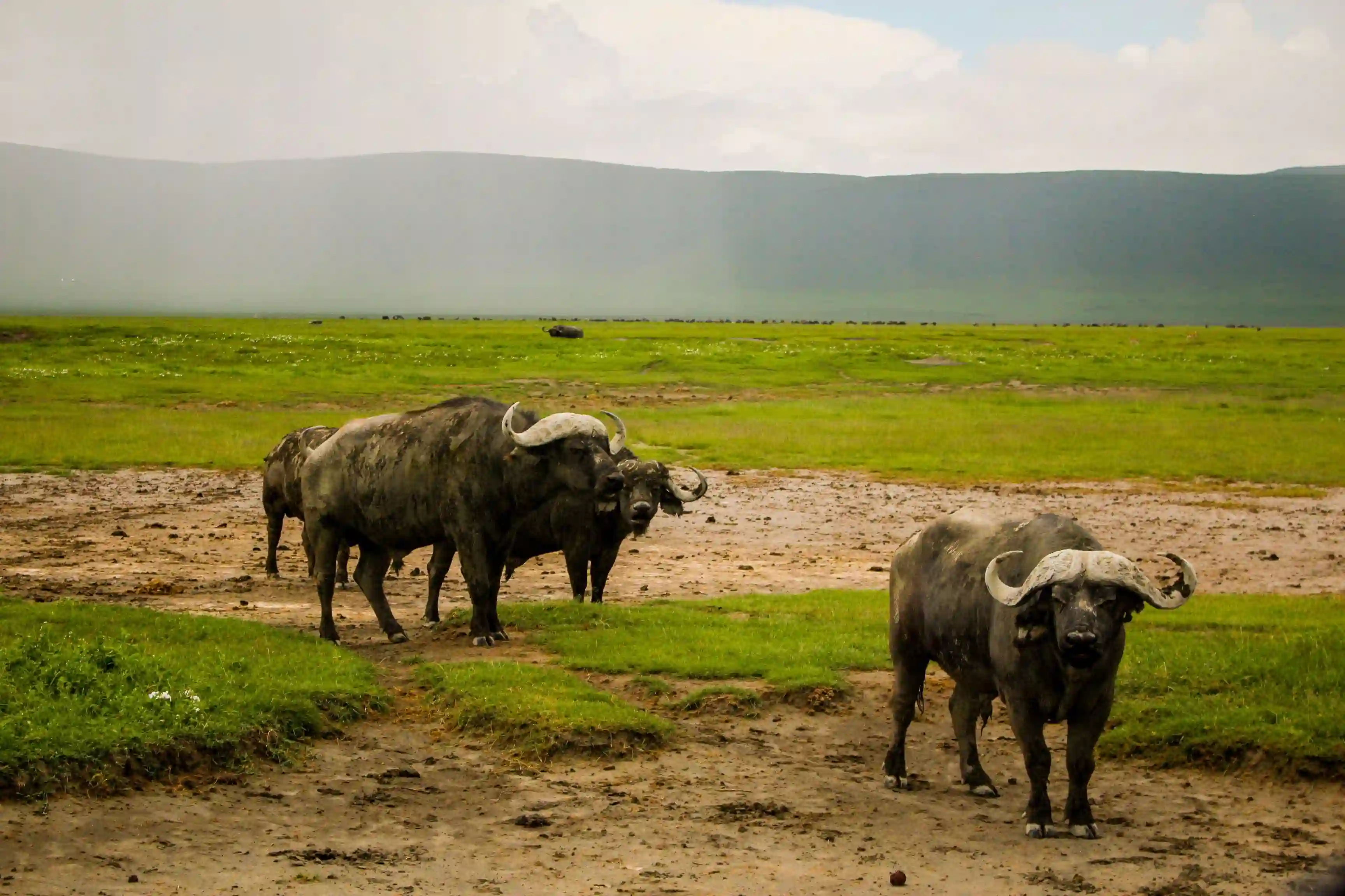 Cape buffalo in northern Tanzania