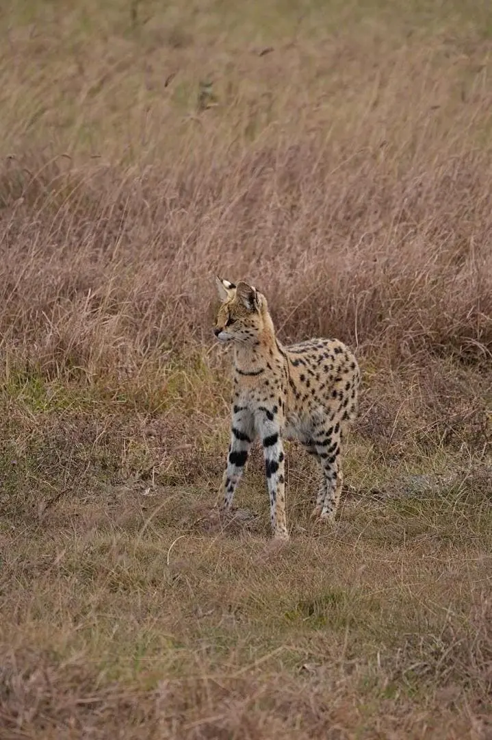 Mainland Tanzania safari combined with Zanzibar beach holiday