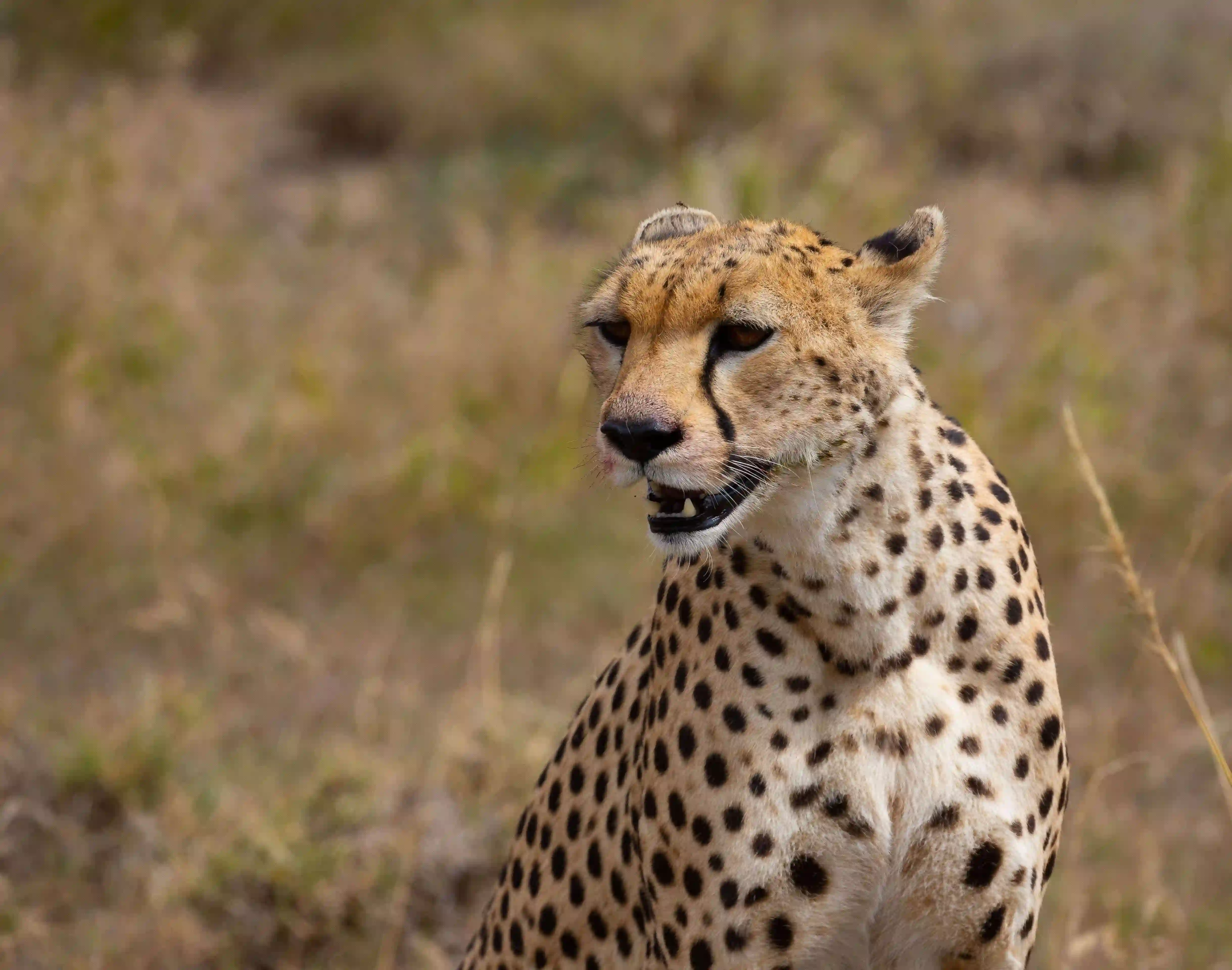 Game drive across the Serengeti plains