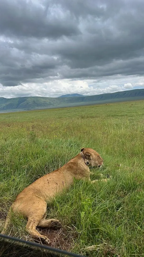Full northern circuit safari across Tanzania's national parks