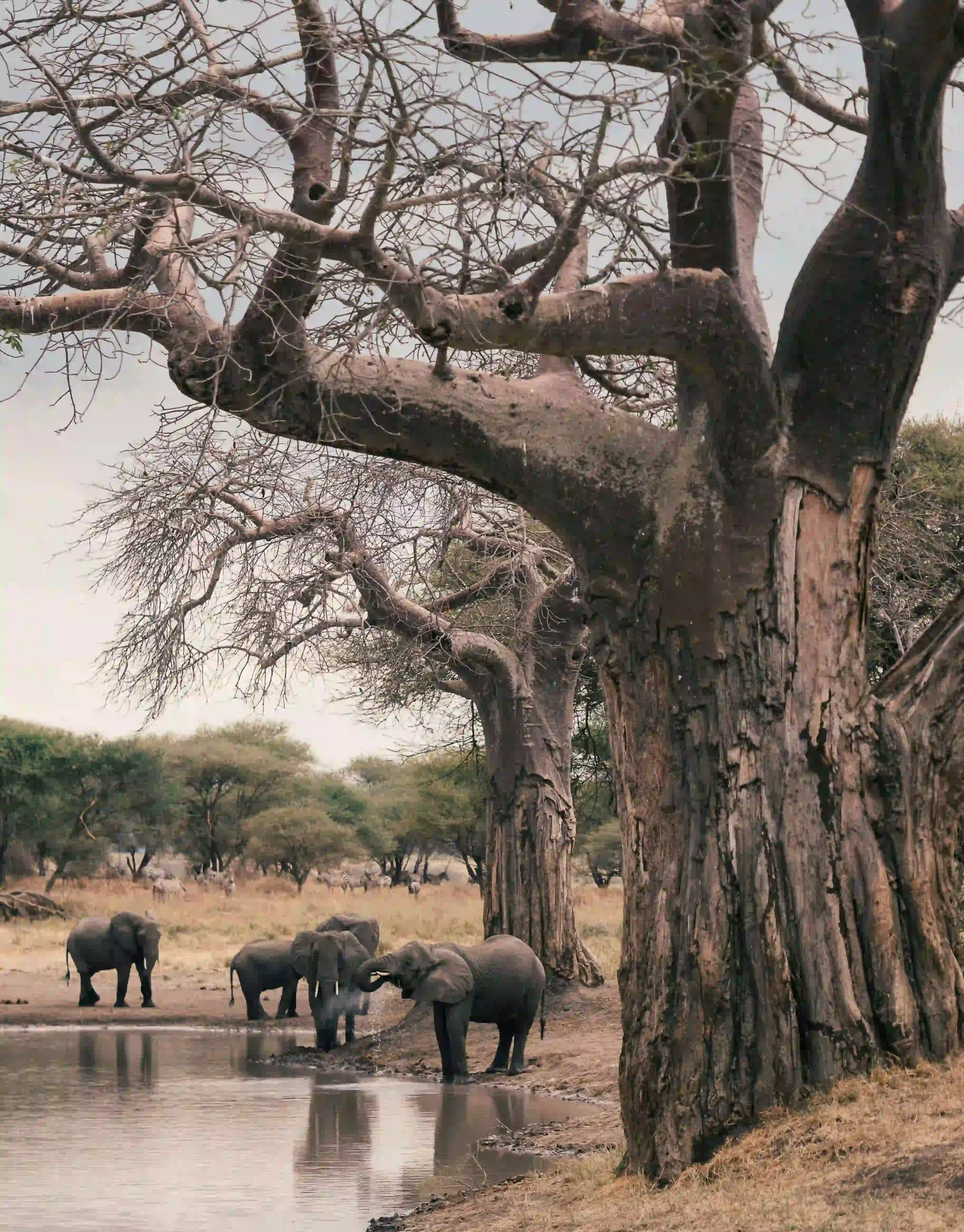 Baobab trees and elephants in Tarangire National Park