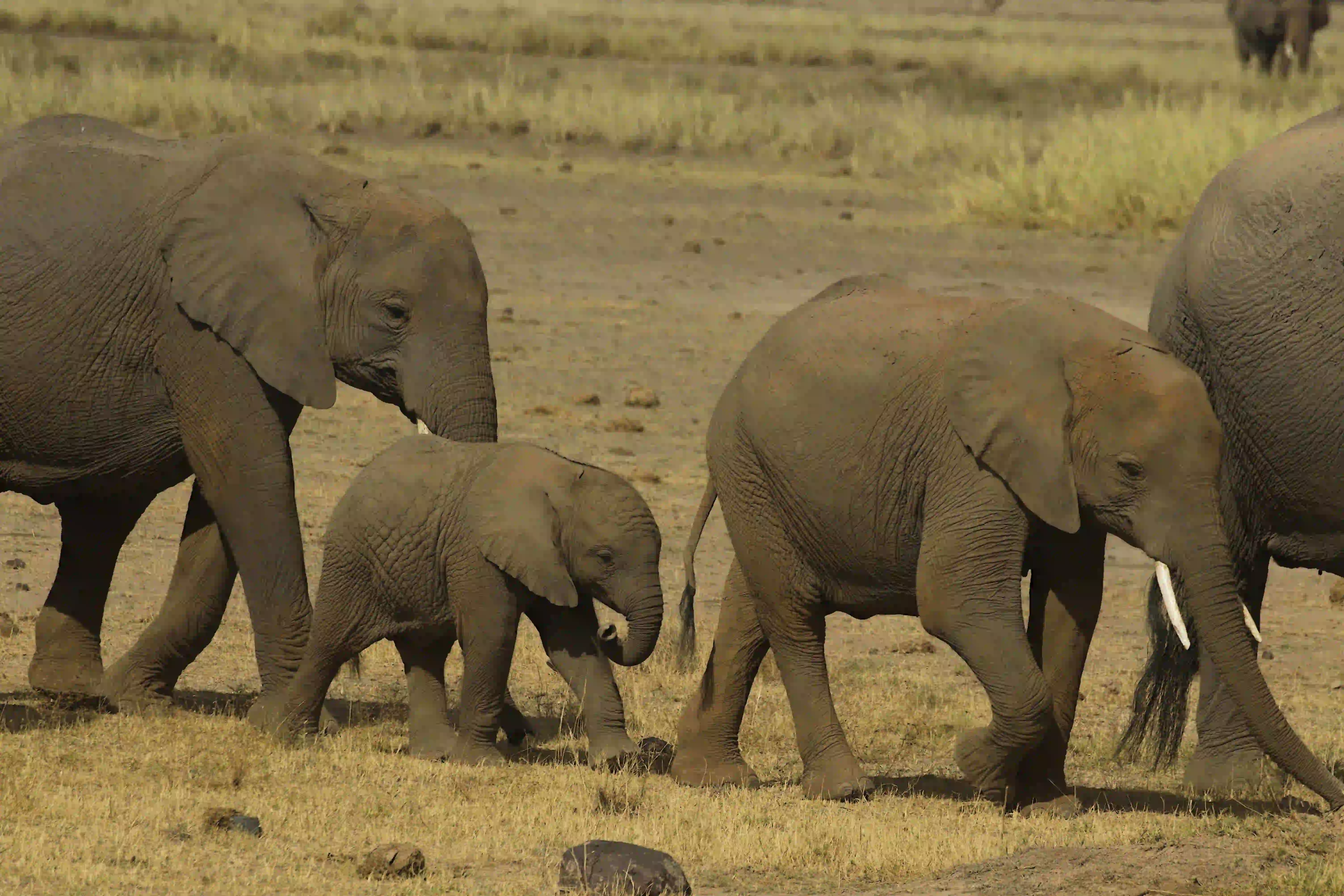 Elephant herd in Tarangire National Park