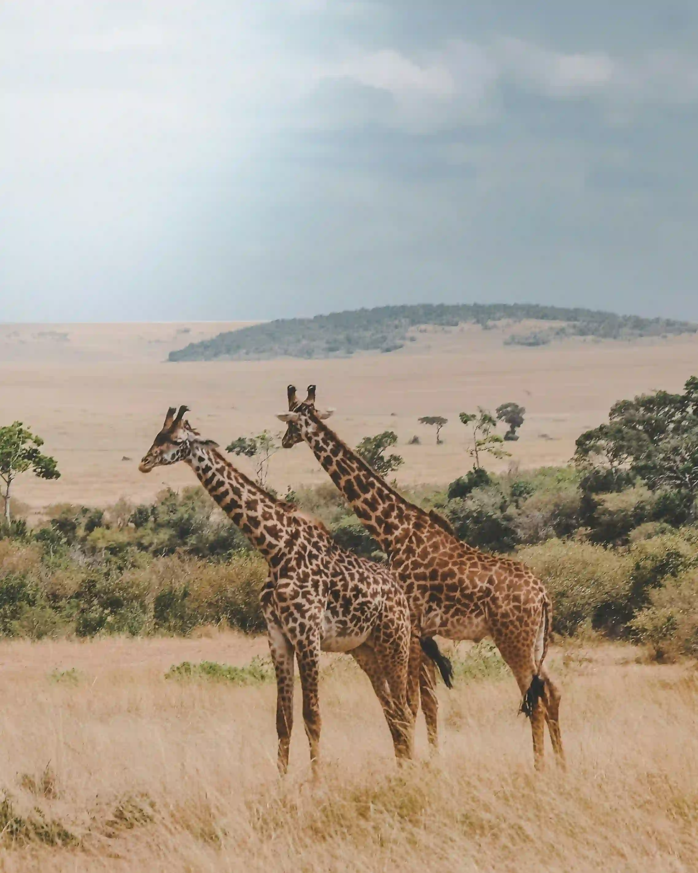 Wildlife safari in Southern Serengeti and Ngorongoro Crater