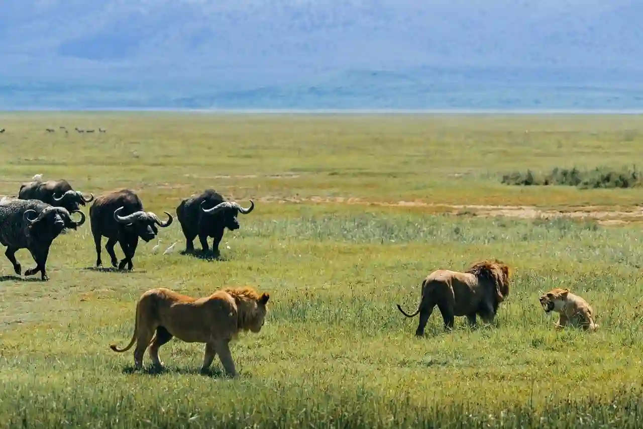 Safari game drive across the Serengeti plains, Tanzania