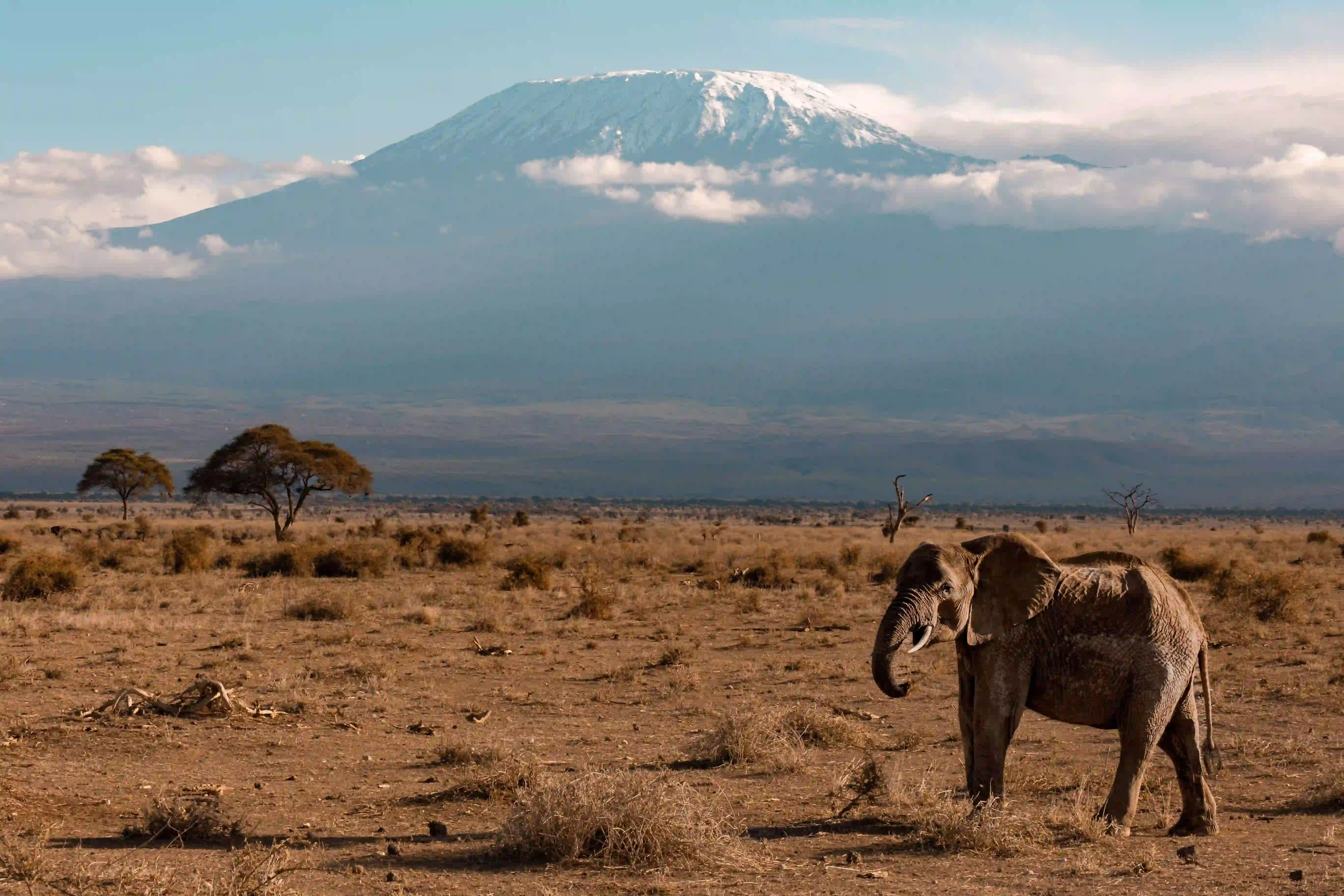 Lion sighting on Serengeti plains