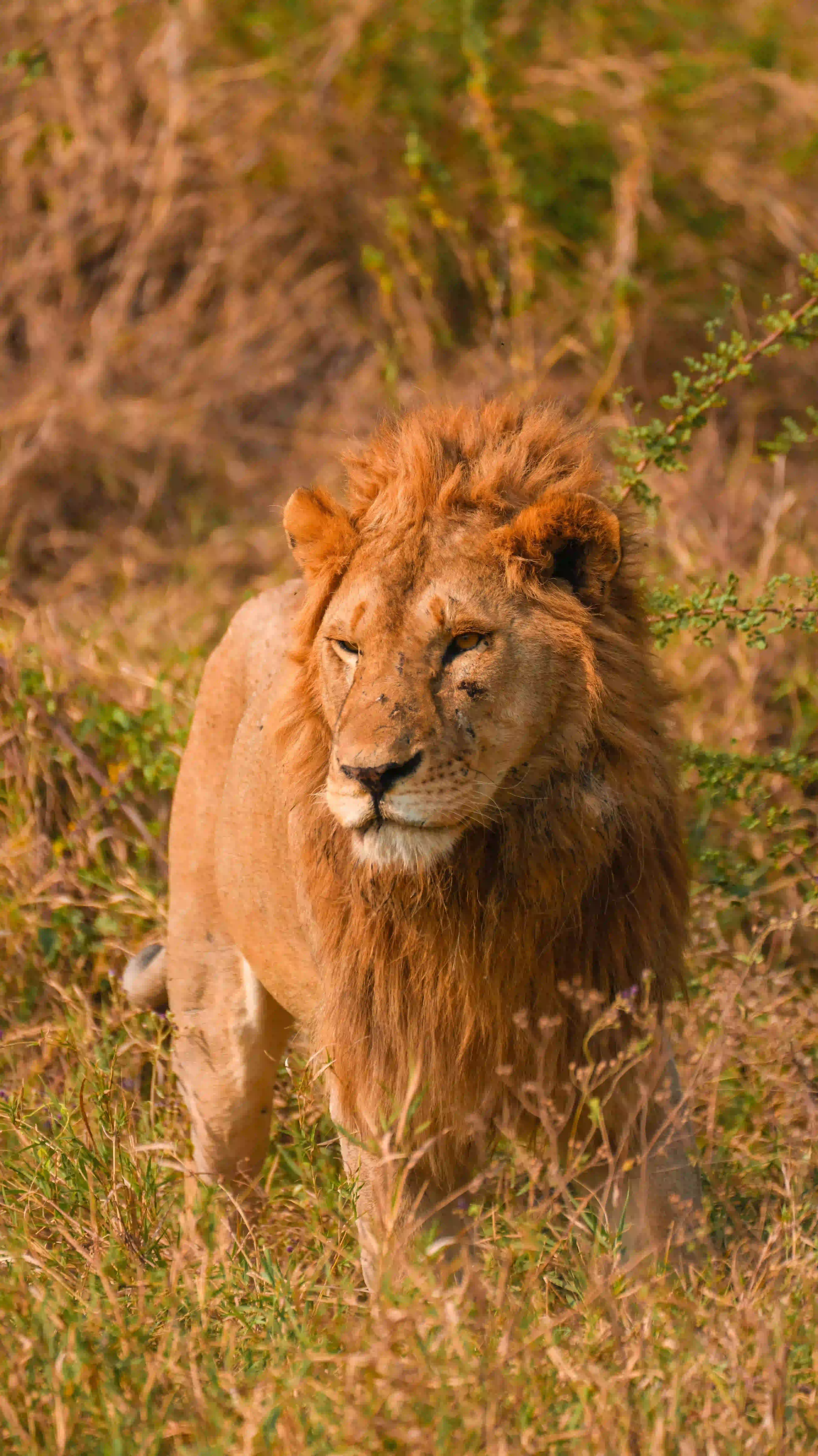 Full northern circuit safari across Tanzania's national parks