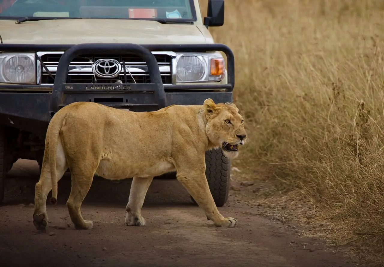 Lion in Ngorongoro Crater