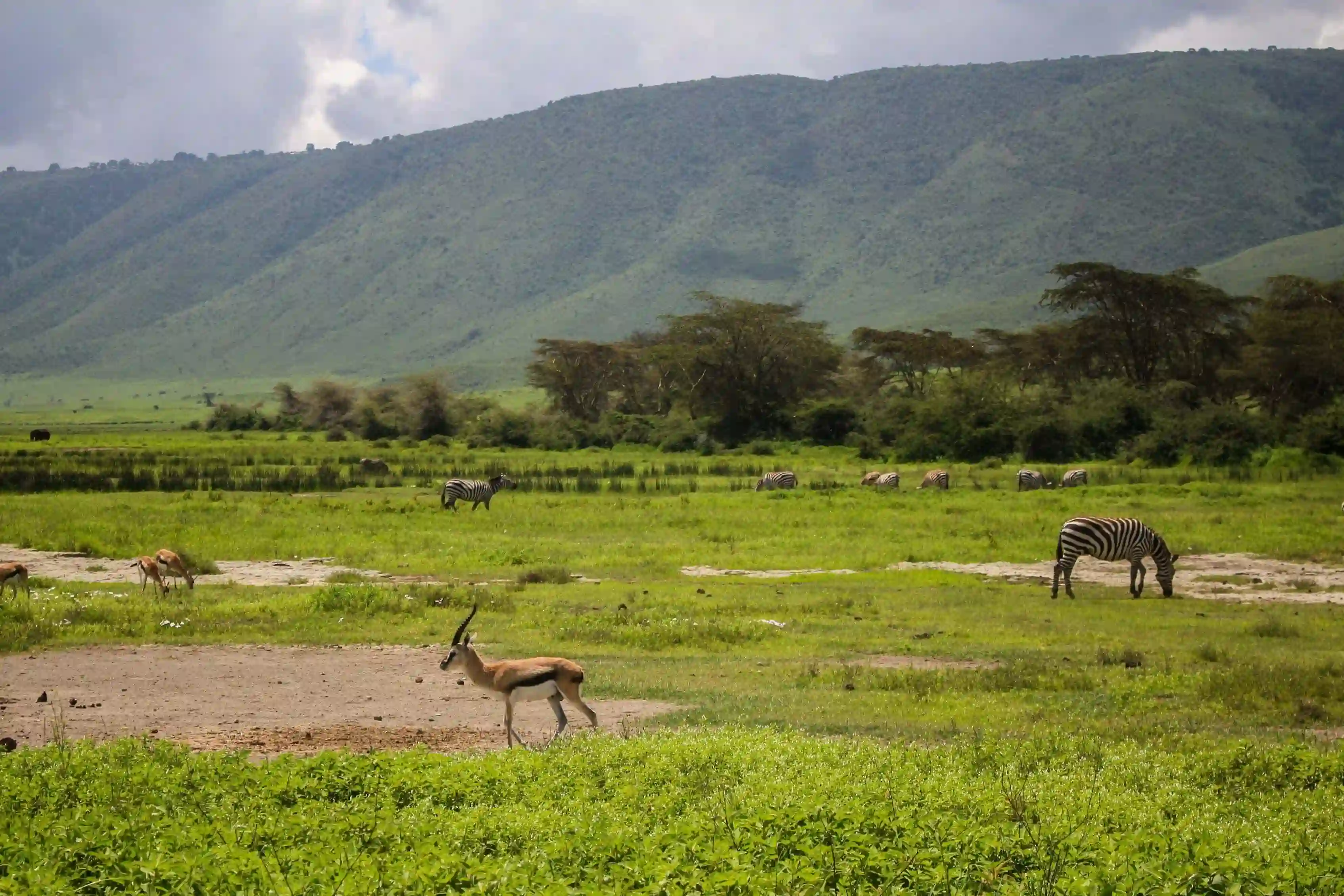 Ngorongoro Crater floor wildlife