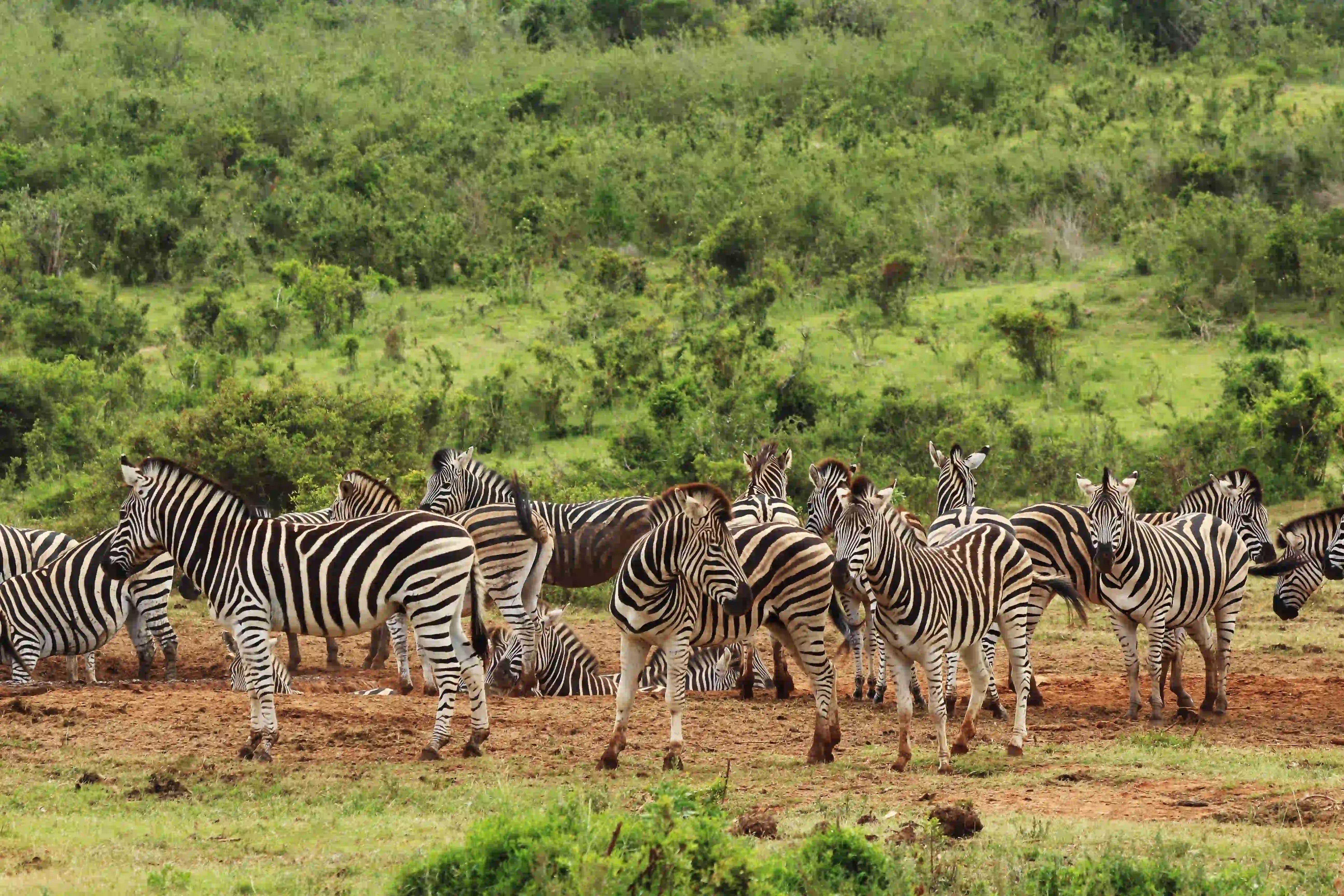 Safari jeep in Serengeti National Park