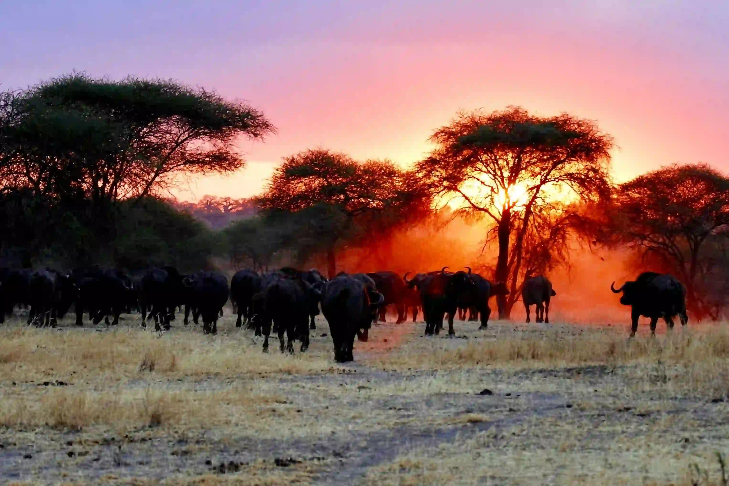 Elephant herd among baobab trees in Tarangire National Park