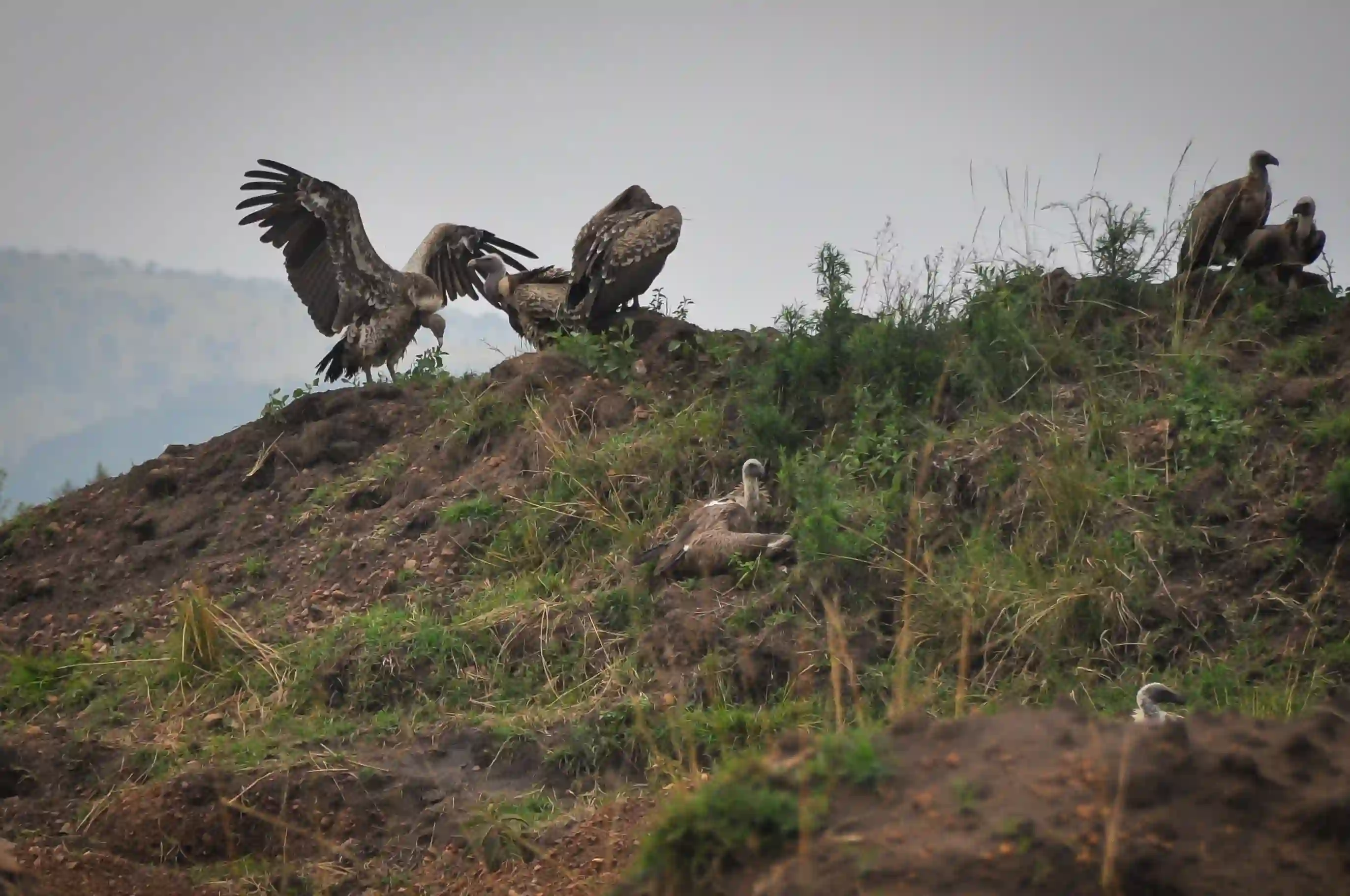 Vulture circling overhead