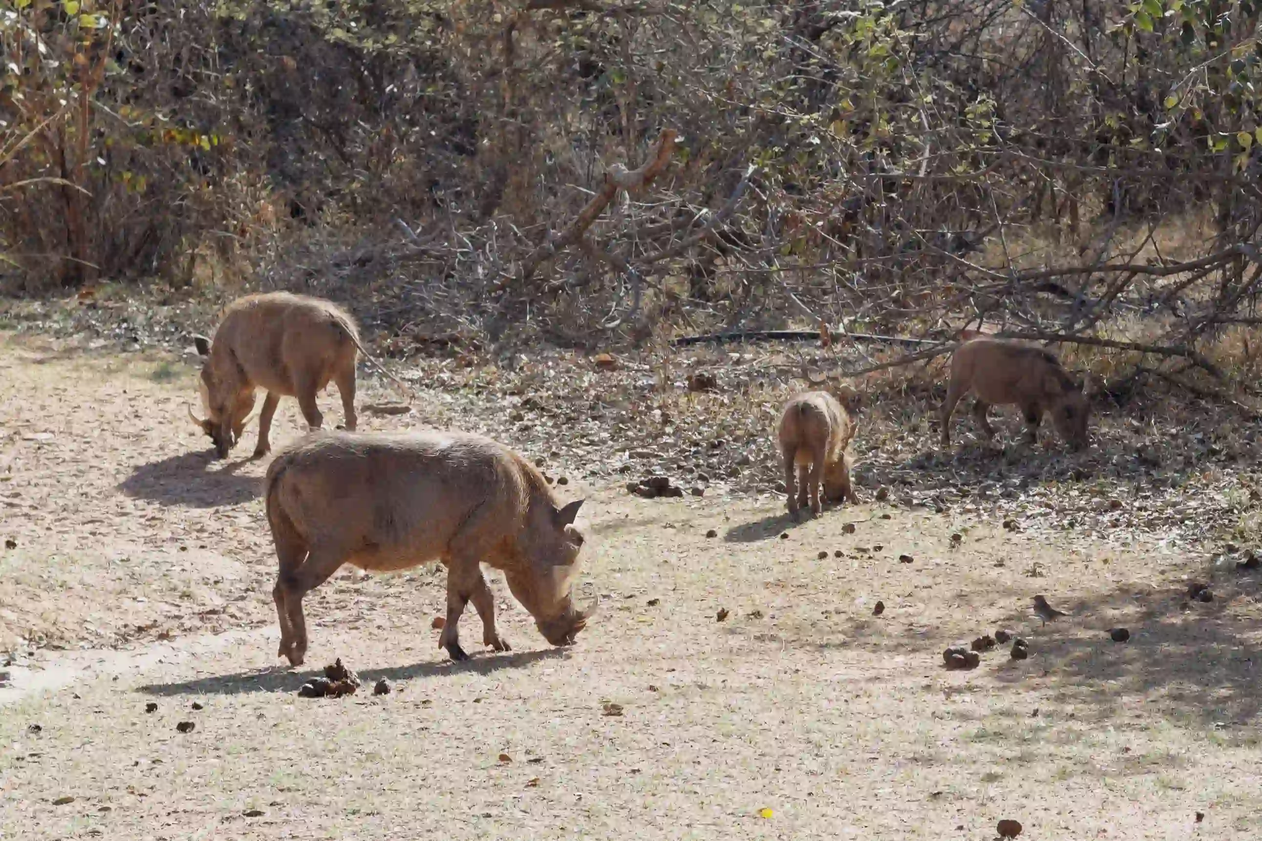 Warthog in the serengeti