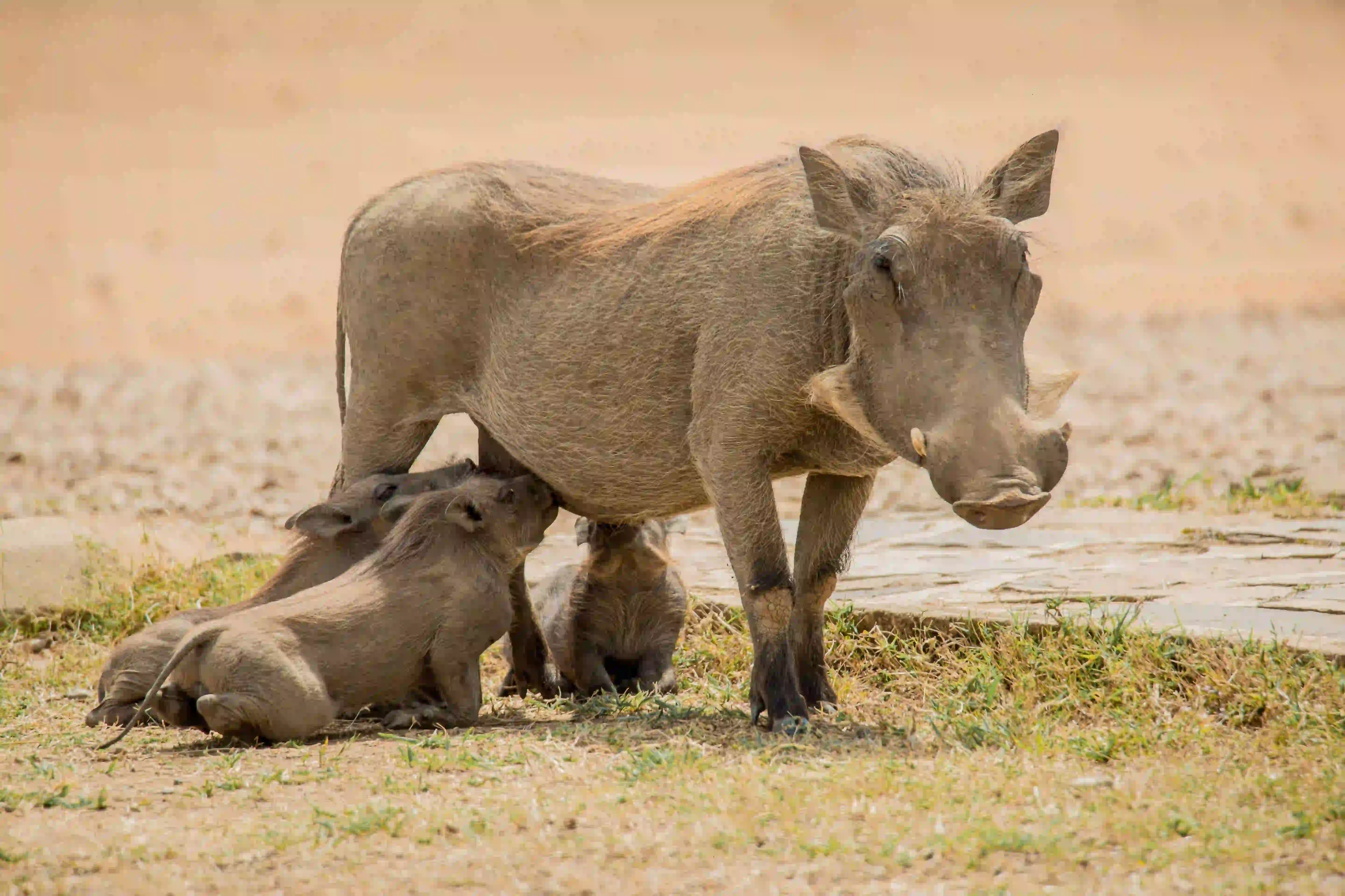 Warthogs on the savanna