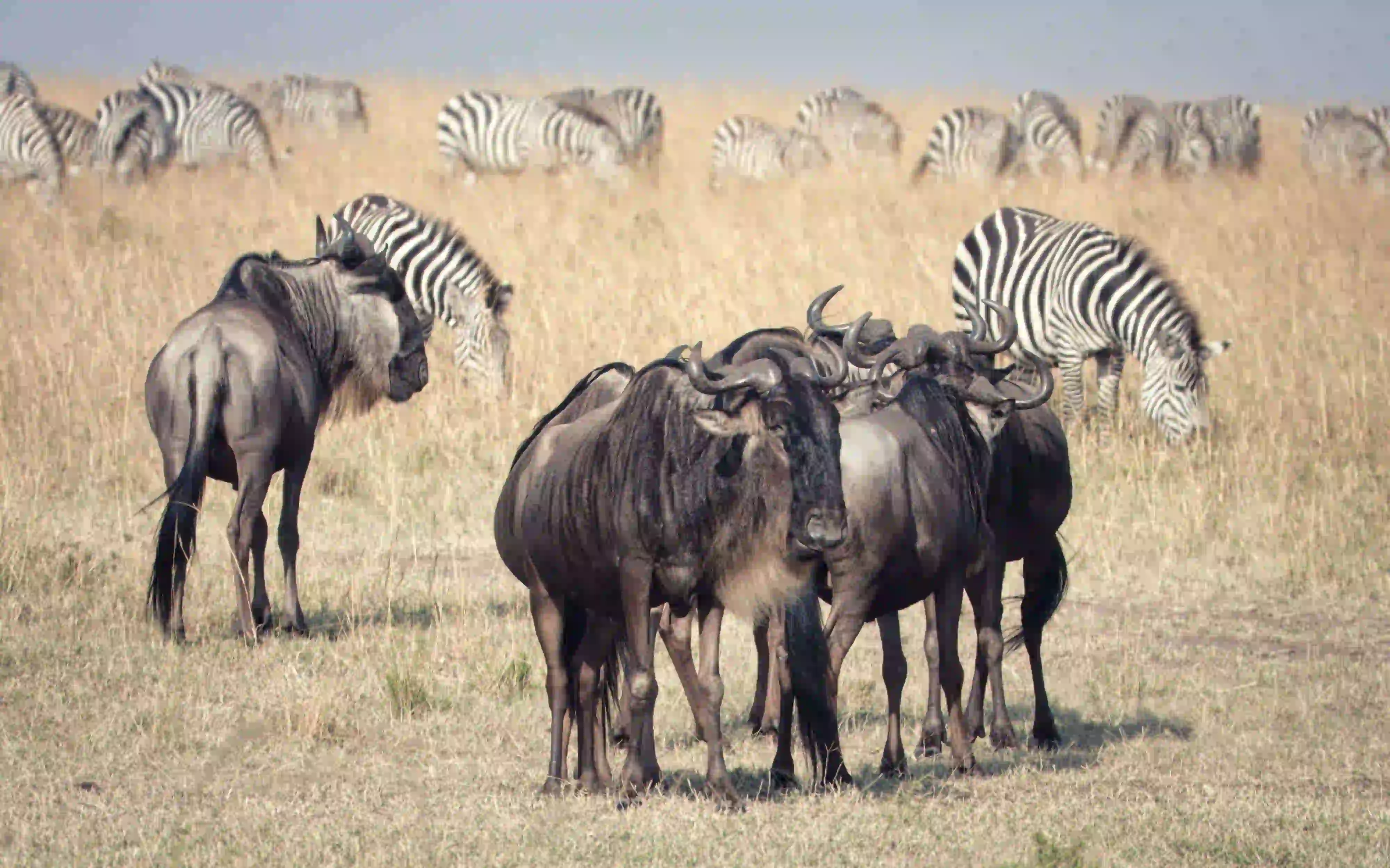 Full northern circuit safari game drive