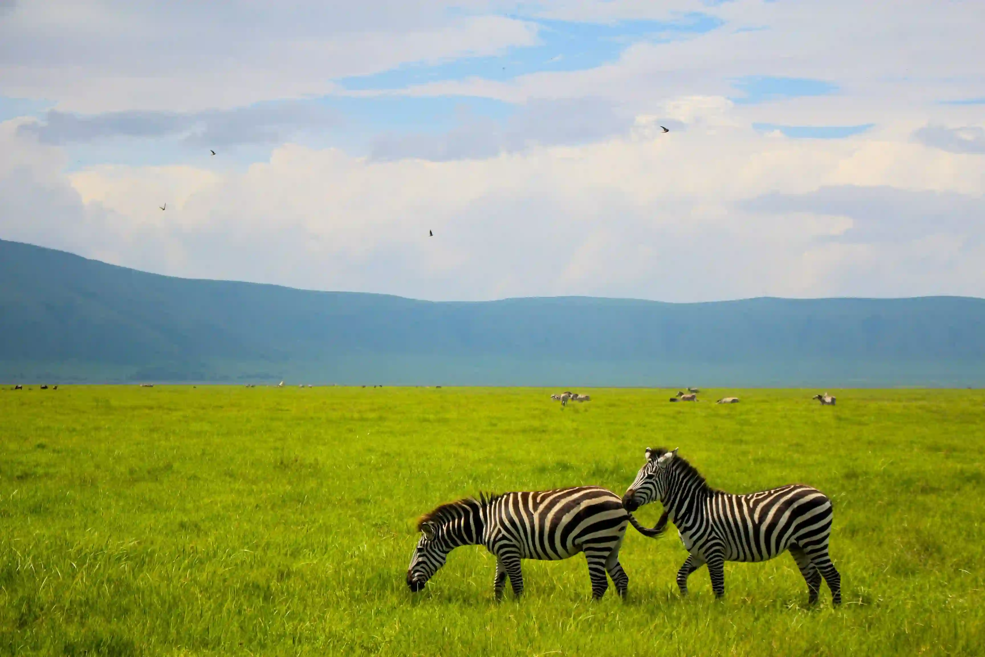 Zebras on the plains of northern Tanzania